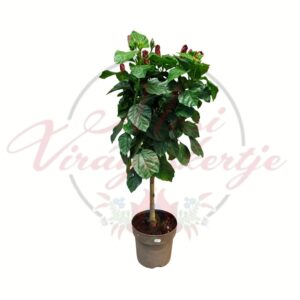 szobai törzses hibiszkusz hibiscus rosa sinensis virágzó szobanövény