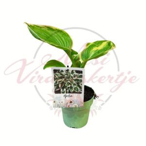 Tarka levelű árnyékliliom (Hosta) zöld-sárga lombbal cserépben