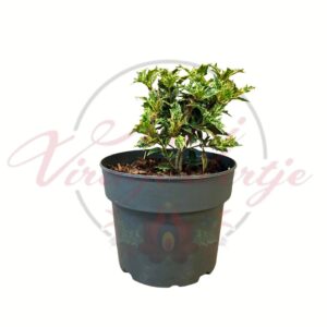 Tarkalevelű magyaltölgy Osmanthus heterophyllus Goshiki fiatal növény cserépben, zöld-sárga tarka levelekkel