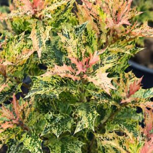 Tarkalevelű magyaltölgy Osmanthus heterophyllus Goshiki színes levelei közelről zöld sárga és rózsás árnyalatokkal