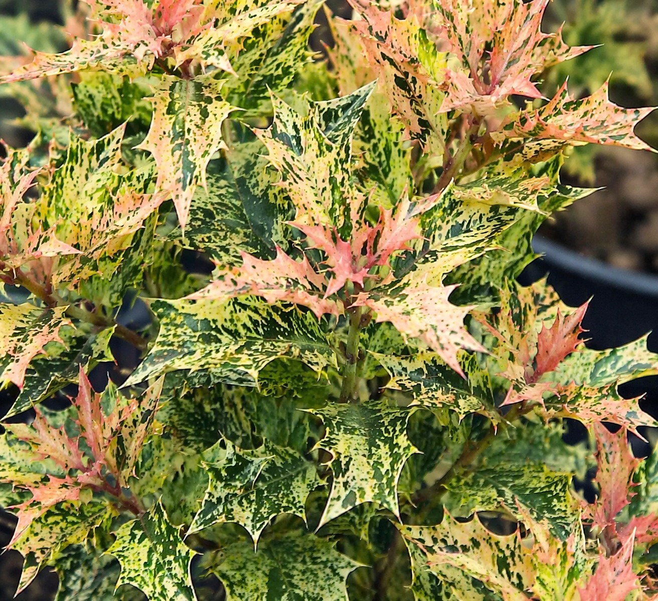 Tarkalevelű magyaltölgy Osmanthus heterophyllus Goshiki színes levelei közelről zöld sárga és rózsás árnyalatokkal