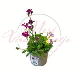 tavaszi virágkompozíció nyári viola és árvácska cserepes összeültetés