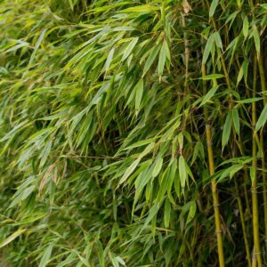 Télálló bambusz Fargesia murielae sűrű zöld lombja közelről természetes kertben