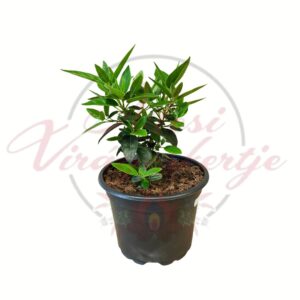 Téli bangita Viburnum tinus fiatal örökzöld cserje cserépben webshopos termékkép