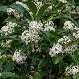 Téli bangita Viburnum tinus fehér virágai közelről sűrű virágzatban