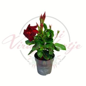 Tölcsérjázmin Mandevilla sanderi piros virágú cserepes dísznövény