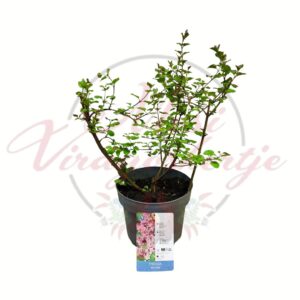 Rózsaszín törpe orgona Syringa Red Pixie cserepes díszcserje fiatal növény