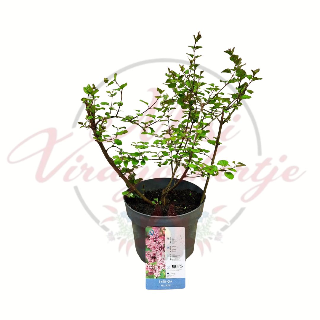 Rózsaszín törpe orgona Syringa Red Pixie cserepes díszcserje fiatal növény