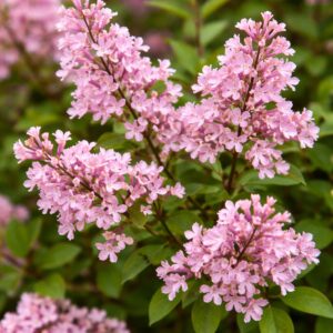 Rózsaszín törpe orgona Syringa Red Pixie laza virágú virágzat közeli kép