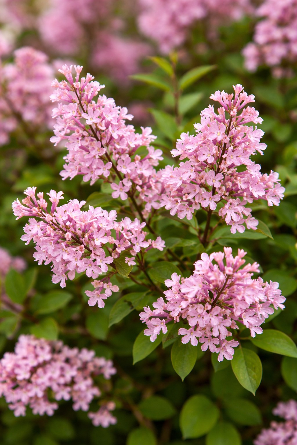 Rózsaszín törpe orgona Syringa Red Pixie laza virágú virágzat közeli kép