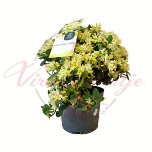 Törpe rododendron Rhododendron Shamrock világossárga virágokkal