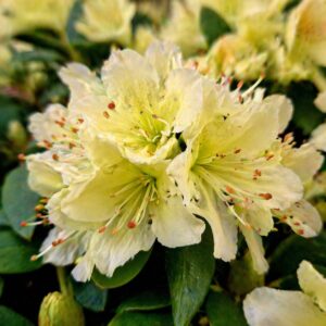 Törpe rododendron Rhododendron Shamrock világossárga virág közelről