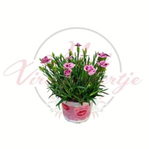 Törpeszegfű mix Dianthus caryophyllus élénk rózsaszín virágú cserepes növény