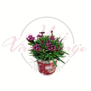 Törpeszegfű mix Dianthus caryophyllus lila virágú cserepes növény