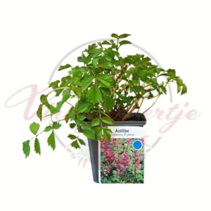 törpe tollbuga Astilbe chinensis Pumila rózsaszín virágú évelő