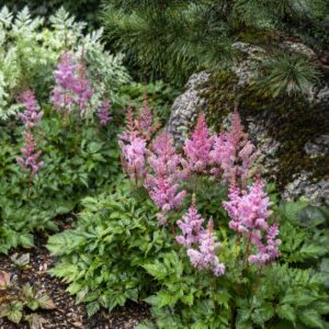 Törpe tollbuga Astilbe chinensis Pumila rózsaszín virágzás kertben