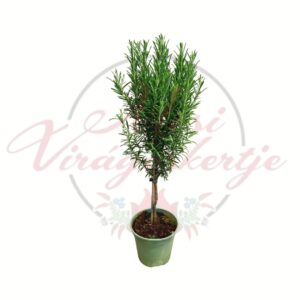 Törzses levendula Lavandula formára nevelt cserepes növény