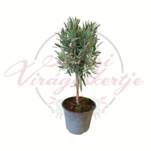 törzses levendula fa Lavandula angustifolia cserepes növény