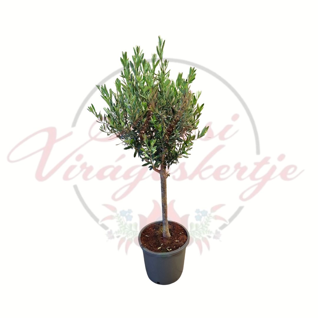 Olajfa Olea europaea törzses cserepes mediterrán dísznövény