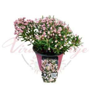 Tőzegrozmaring Andromeda polifolia rózsaszín virágú savanyú talajt kedvelő cserje