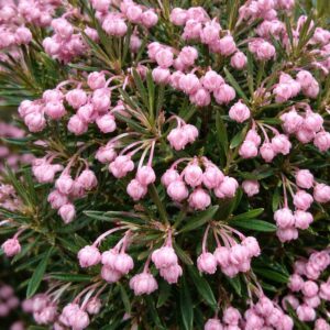 tőzegrozmaring Andromeda polifolia rózsaszín virág közeli kép