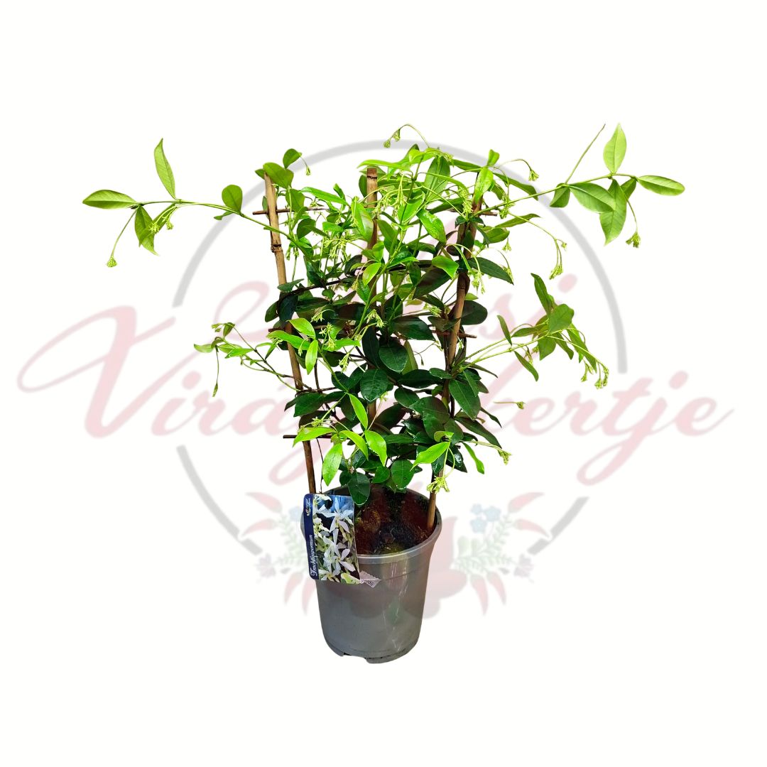 illatos csillagjázmin Trachelospermum jasminoides futónövény cserépben