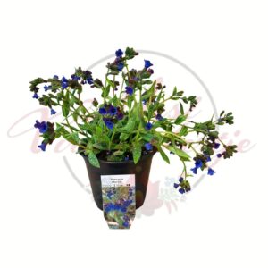Tüdőfű Pulmonaria Miss Elly cserepes évelő növény kék virágokkal