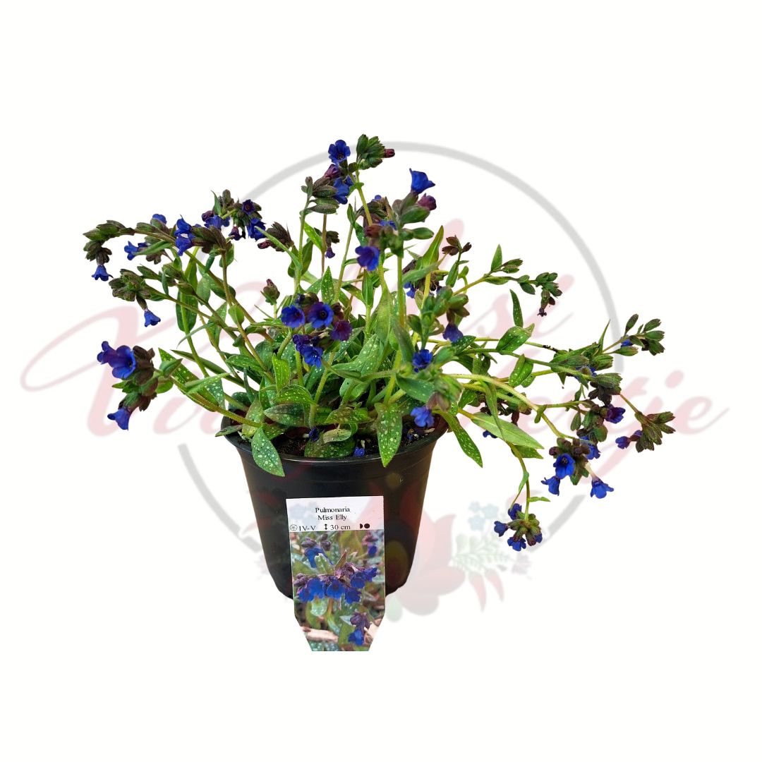 Tüdőfű Pulmonaria Miss Elly cserepes évelő növény kék virágokkal