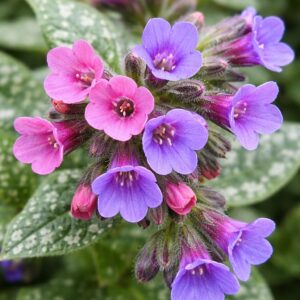 Tüdőfű Pulmonaria Miss Elly virág közeli rózsaszín és kék virágok