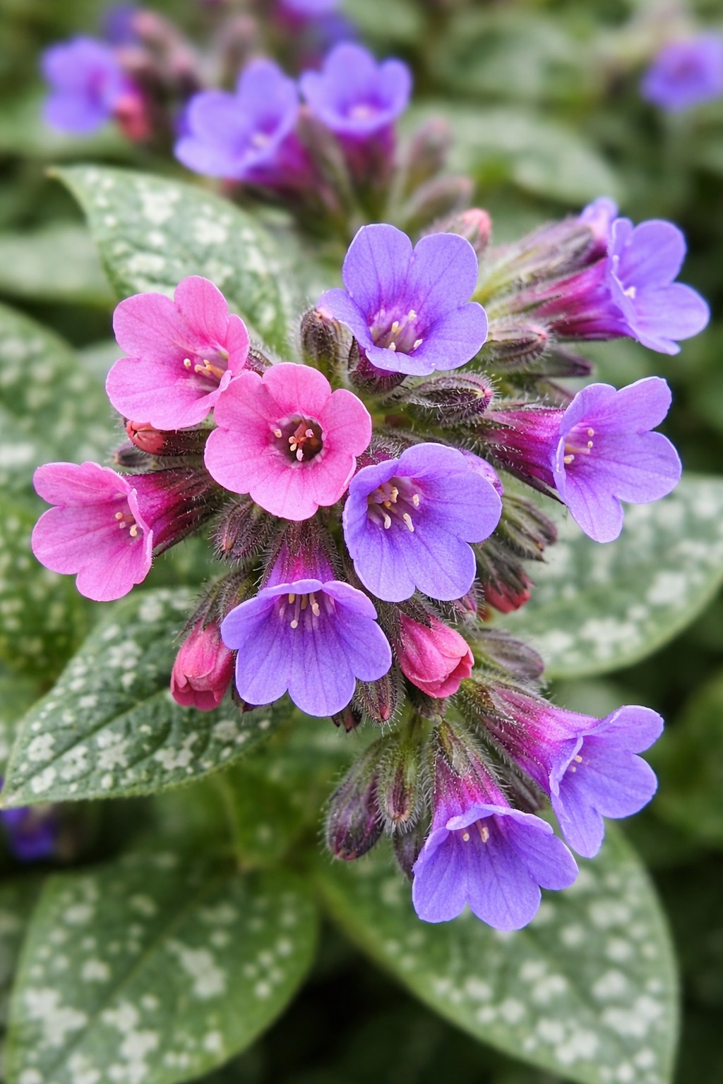 Tüdőfű Pulmonaria Miss Elly virág közeli rózsaszín és kék virágok