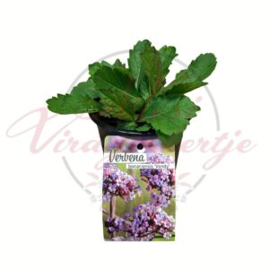 bíbor verbéna Verbena bonariensis Vanity palánta cserépben