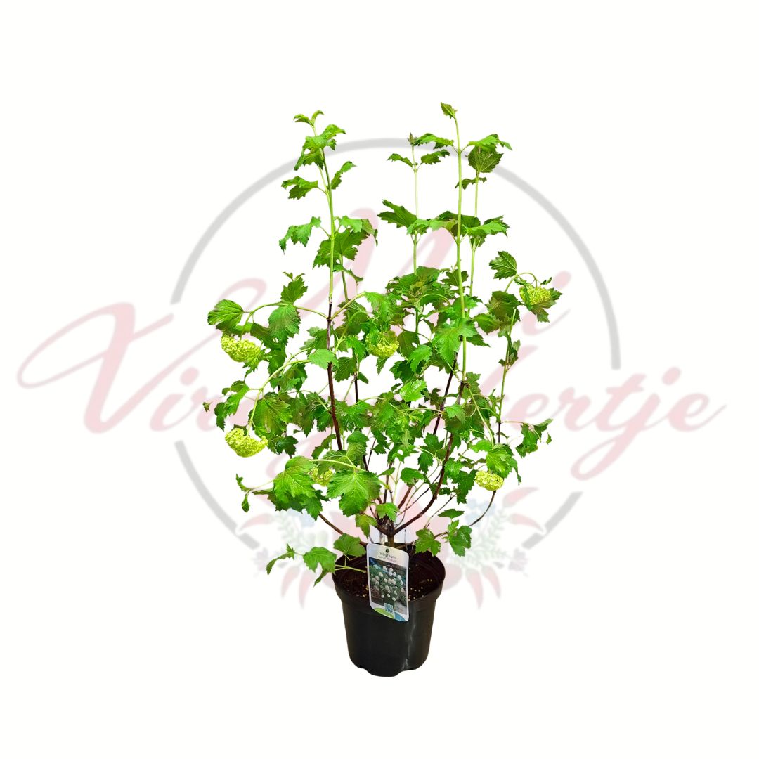 Labdarózsa Viburnum opulus Roseum cserepes díszcserje zöld levelekkel és gömb alakú virágkezdeményekkel