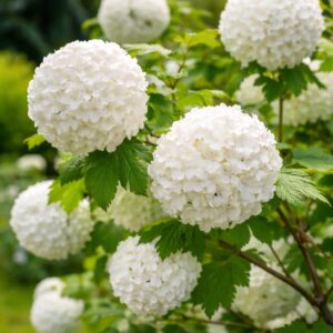 Labdarózsa Viburnum opulus Roseum fehér gömbvirágú díszcserje virágzásban kertben közelről