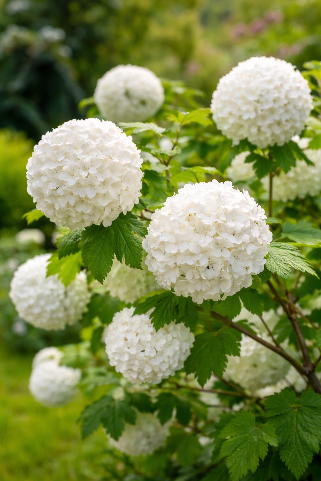 Labdarózsa Viburnum opulus Roseum fehér gömbvirágú díszcserje virágzásban kertben közelről