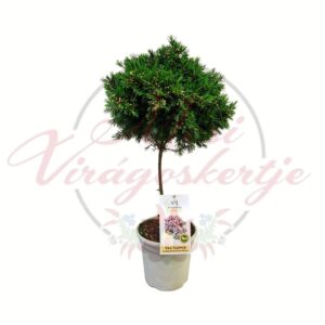 törzses viaszvirág Chamelaucium uncinatum cserepes dísznövény