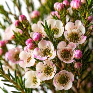 törzses viaszvirág virág közelről Chamelaucium uncinatum rózsaszín fehér virágok