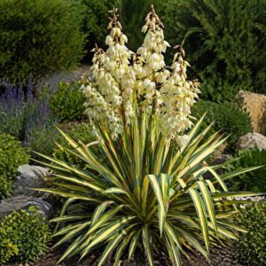 tarka levelű kerti pálmaliliom Color Guard Yucca filamentosa virágzó növény