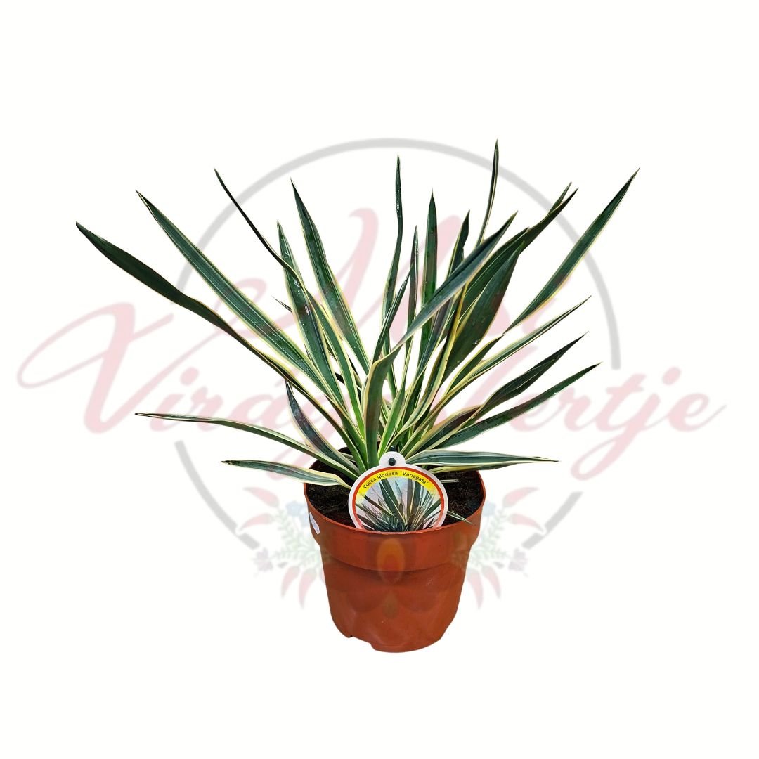 Tarka pálmaliliom Yucca gloriosa Variegata csíkos levelű dísznövény cserépben