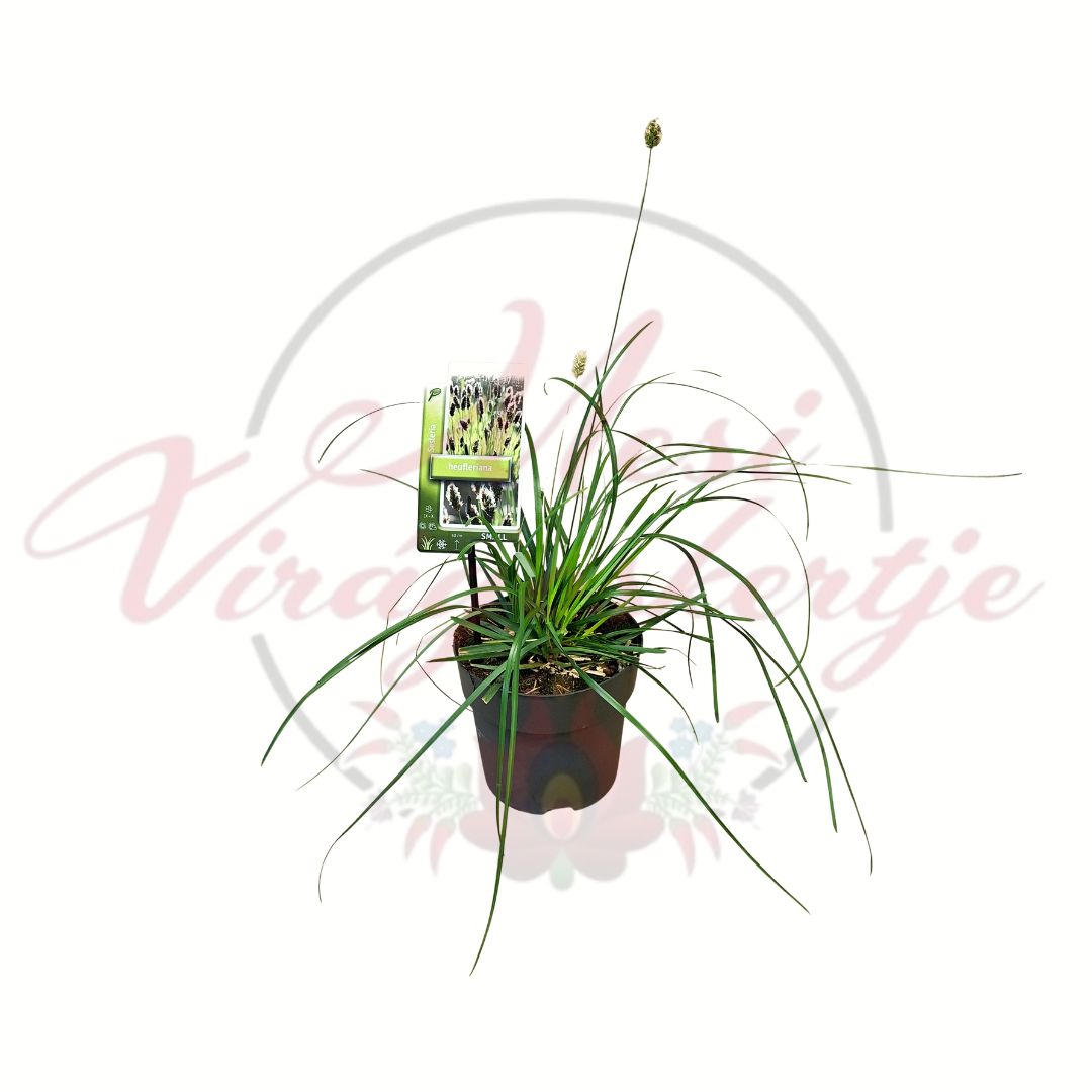 Zöldes deres csenkesz (Sesleria heufleriana) cserepes díszfű virágszárral