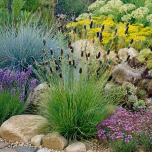 Zöldes deres csenkesz (Sesleria heufleriana) díszfű növénytársítással sziklakertben