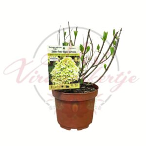 Zöldes-fehér bugás hortenzia Hydrangea paniculata Mojito cserepes növény rügyes állapotban