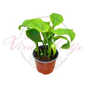 Zöld levelű árnyékliliom (Hosta) egyszínű lombbal cserepes évelő növény