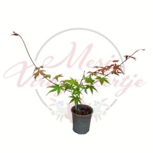 Japán juhar csemete fehér háttéren – Acer palmatum sp.