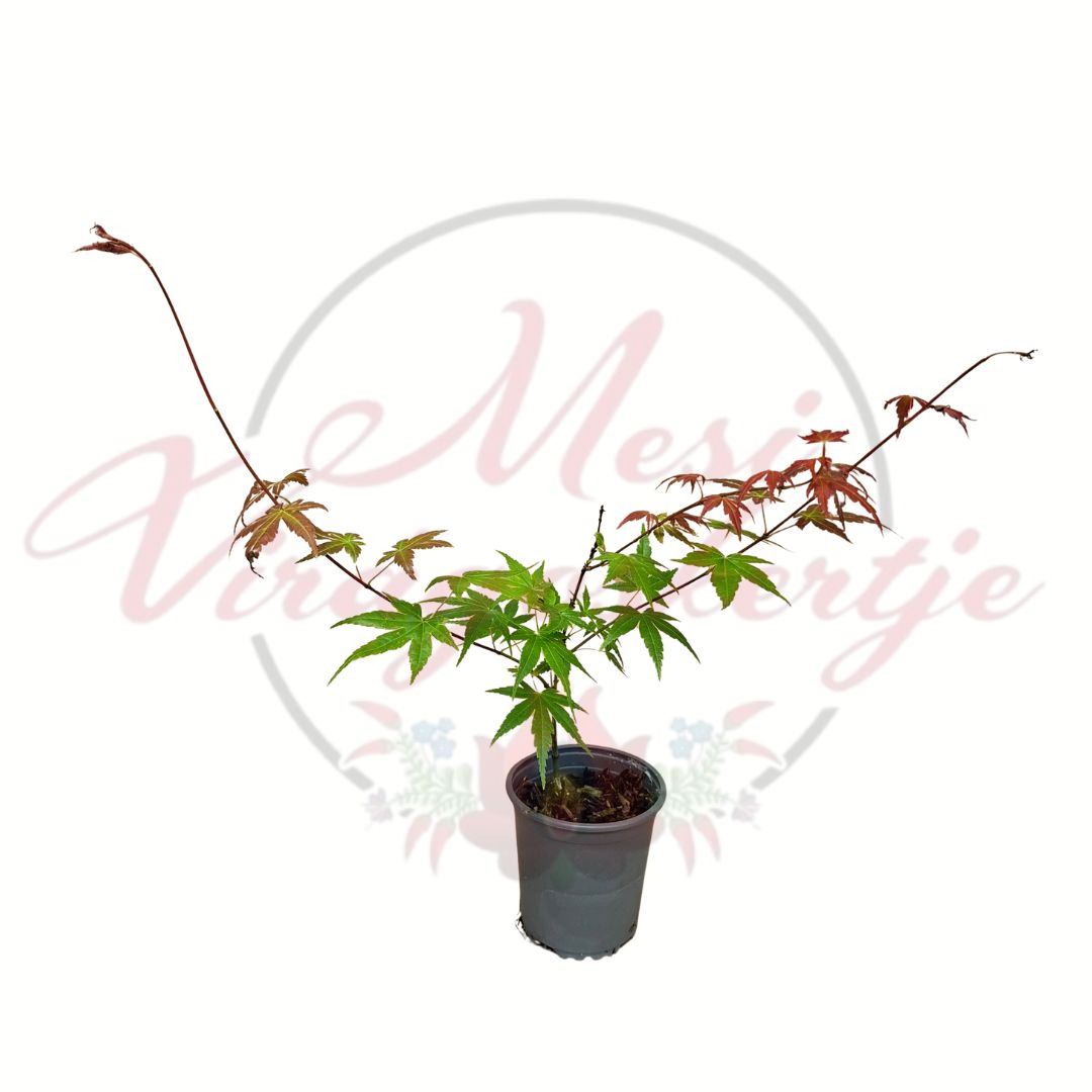 Japán juhar csemete fehér háttéren – Acer palmatum sp.