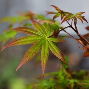 Japán juhar levele közeli makrófotón – Acer palmatum sp.
