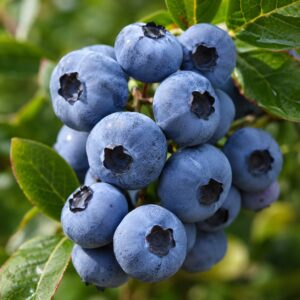 Nagy szemű Chandler áfonya közeli makrófotón – Vaccinium corymbosum ‘Chandler’