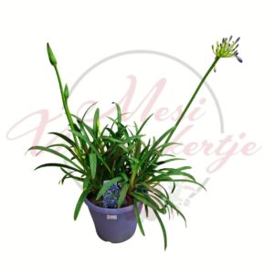 Kék virágú afrikai szerelemvirág cserépben – Agapanthus africanus