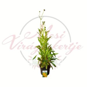 Aranysárga menyecskeszem - Coreopsis lanceolata 'Sterntaler' cserepes évelő növény
