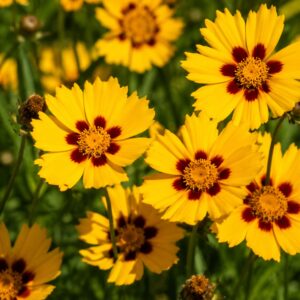Aranysárga menyecskeszem - Coreopsis lanceolata 'Sterntaler' virágainak közeli fotója