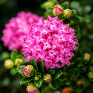 Rózsás ausztrál rizsvirág rózsaszín virágai közelről, Pimelea ferruginea